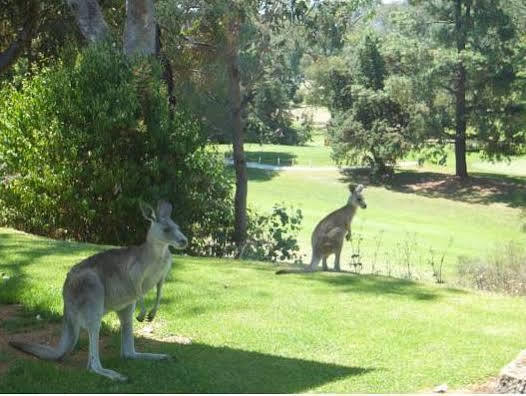 Commercial Golf Resort Άλμπουρι Εξωτερικό φωτογραφία